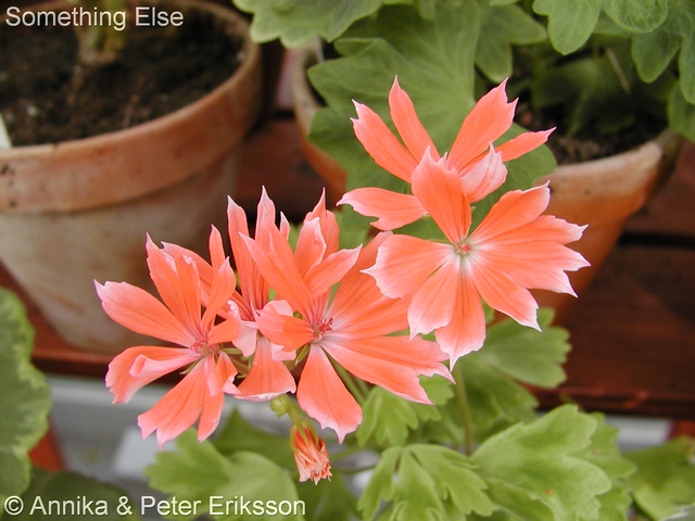 Tant Blom - Din pelargonbutik.